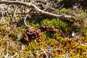 Mushrooms Gyromitra in forest in spring