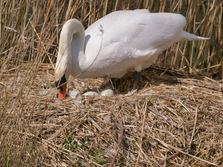 schwan hegt und Pflegt seine Brut