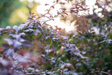 pink flowers in spring