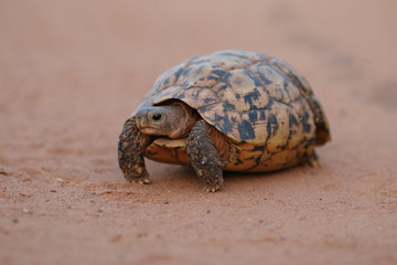 Bell's hinge-back tortoise in its natural habitat, an African savannah. A rare reptile species with typical pattern on its shell.