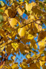 yellow birch tree leaves on branches against blue sky. beautiful autumn natural background