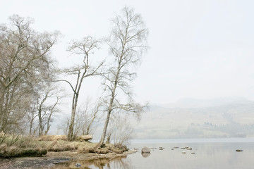 Silver birch tree at Loch Tay Perthshire on misty summer haze morning