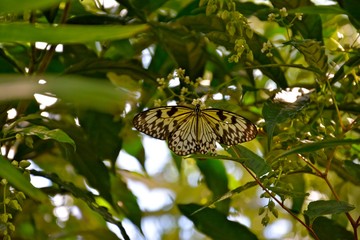 Butterflies on flowers and at rest