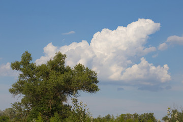 alone tree among a prairie with alone cloud