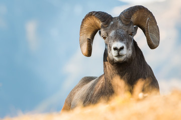 Bighorn Rams in the Rocky Mountains