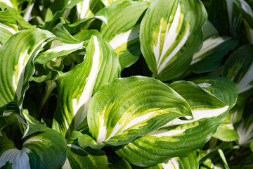 Obraz premium White green leaves is hosta