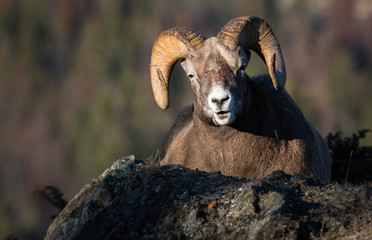 Bighorn Rams in the Rocky Mountains