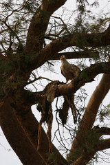 Palm-nut vulture on a close up picture in its natural habitat, faeeding on the antelope killed by leopard. A rare african bird feeding on plam seeds and animal carcasses.