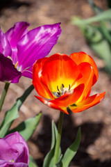 Fototapeta premium Flower Closeup Blooms