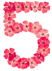 Fototapeta na wymiar Numeral 5, five, from natural red flowers of periwinkle, isolated on white background