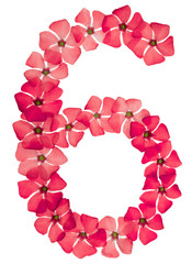 Numeral 6, six, from natural red flowers of periwinkle, isolated on white background