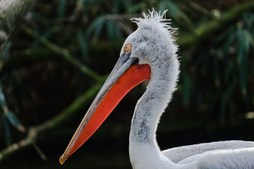 A portrait of a Dalmatian Pelican