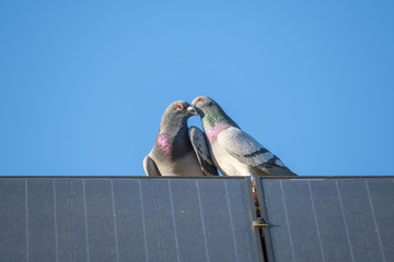 A pigeon love couple is sitting on the edge of a solar panel against a blue sky