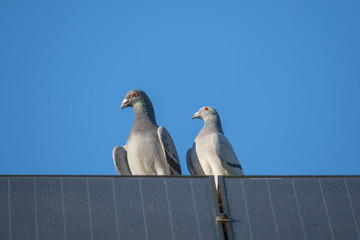 A pigeon love couple is sitting on the edge of a solar panel against a blue sky