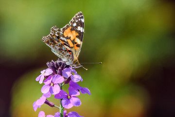 The Painted Lady butterfly on a purple flower of the Erysimum Bowles Mauve