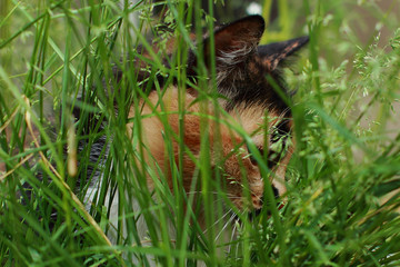 Tricolor cat hunts in the green grass. Homeless beast outdoors on a Sunny day. Kitty hides among the bushes