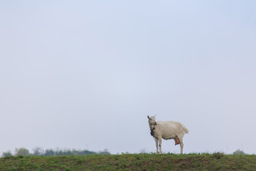 One female white goat standing on green grass on top of hill at sunset with blue sky in background