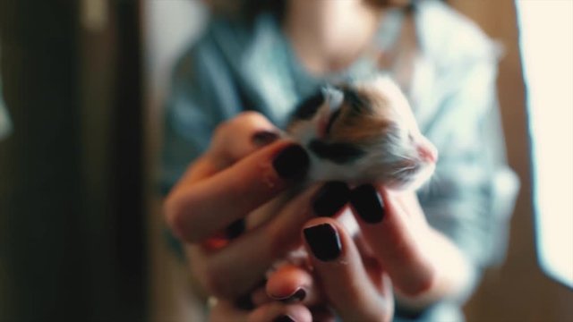 Kitten with unopened eye on palm, smallest, baby animal in woman's hand. Little newborn beautiful pet and human friendship concept on blurry background slow motion.