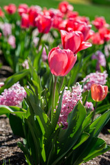 Pink Flower Close-up