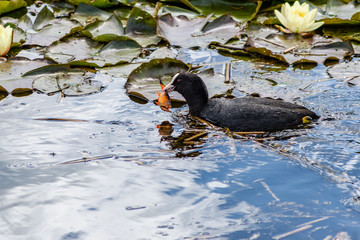 Beautiful coot in a pond with water lilies and a goldfish in its beak