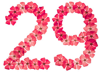 Numeral 29, twenty nine, from natural red flowers of periwinkle, isolated on white background