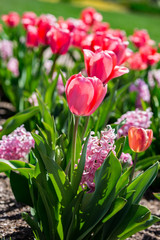 Pink Flower Close-up