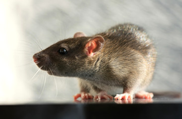 Cute gray rat close up