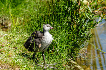 Young fluffy coot at the edge of the pond.