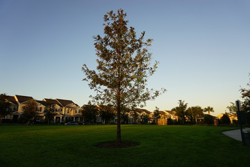 tree