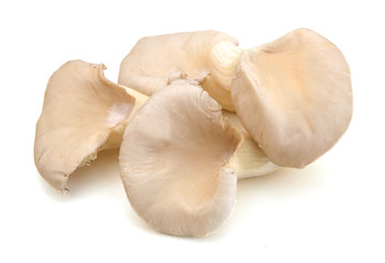 oyster mushroom on white background