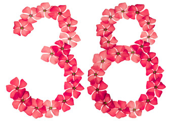 Numeral 38, thirty eight, from natural red flowers of periwinkle, isolated on white background