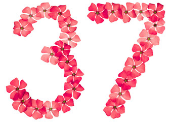 Numeral 37, thirty seven, from natural red flowers of periwinkle, isolated on white background