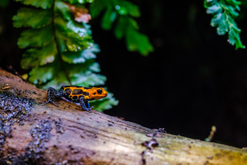 Poison dart frog, Orange blue poisonous animal from the Amazon rain forest of Peru