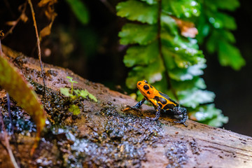 Poison dart frog, Orange blue poisonous animal from the Amazon rain forest of Peru