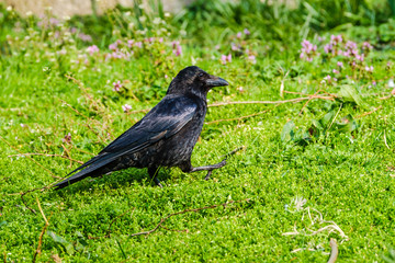 Beautiful shiny black crow standing in grass