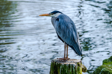 Portrait of a beautiful blue heron on a tree stump.