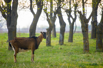 Naklejka na ściany i meble One brown goat standing on green grass with blurred trees in background