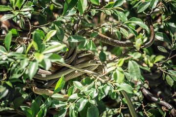 Snake ball on a tropical tree