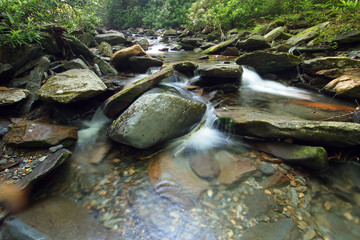 Trailside creek in the Great Smoky Mountains National Park, Tennessee, in early summer.