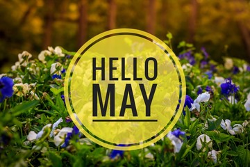 Banner Hello May. Greeting the new month. Picture with flowers. Text on a background of flowers. Hi...