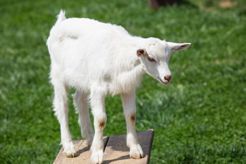 Playing Goat