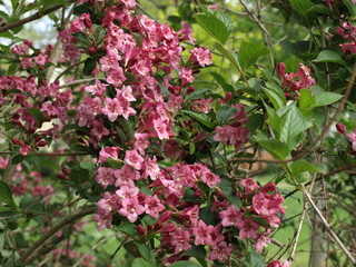 Weigela Wegelia