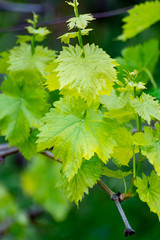 Young shoots of wine grape plants in vineyard in spring