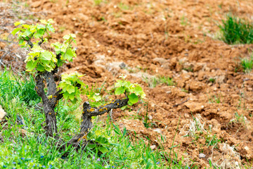 Old trunks and young green shoots of wine grape plants in rows in vineyard in spring