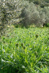 Farm field with green artichoke plants with ripe flower heads ready to new harvest