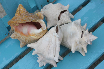 conch shells in belize