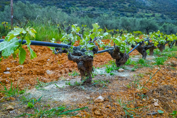 Fototapeta premium Old trunks and young green shoots of wine grape plants in rows in vineyard in spring