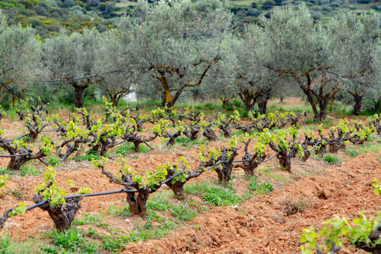 Old trunks and young green shoots of wine grape plants in rows in vineyard in spring