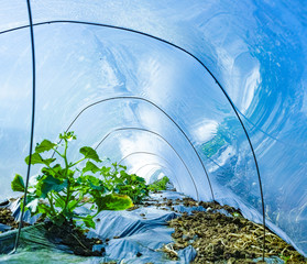 Farming in Greece, rows of small greenhouses covered with plastic film with growing melon plants in spring season, view from inside