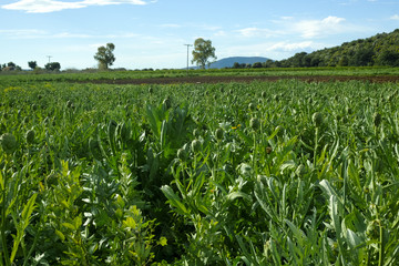 Fototapeta na wymiar Farm field with green artichoke plants with ripe flower heads ready to new harvest
